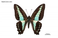 藏品(青鳳蝶)的圖片